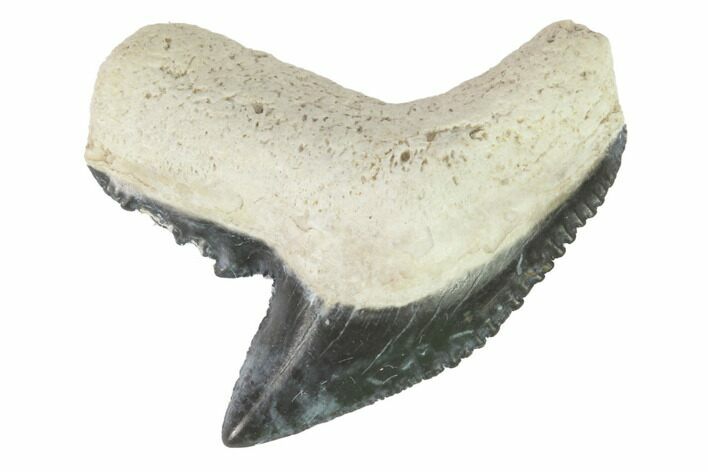 Fossil Tiger Shark Tooth - Bone Valley, Florida #145158